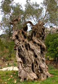NA FLAMARADES - Olivenbäume und haine - Oliventourismus - Balearen - Agrarnahrungsmittel, Ursprungsbezeichnungen und balearische Gastronomie